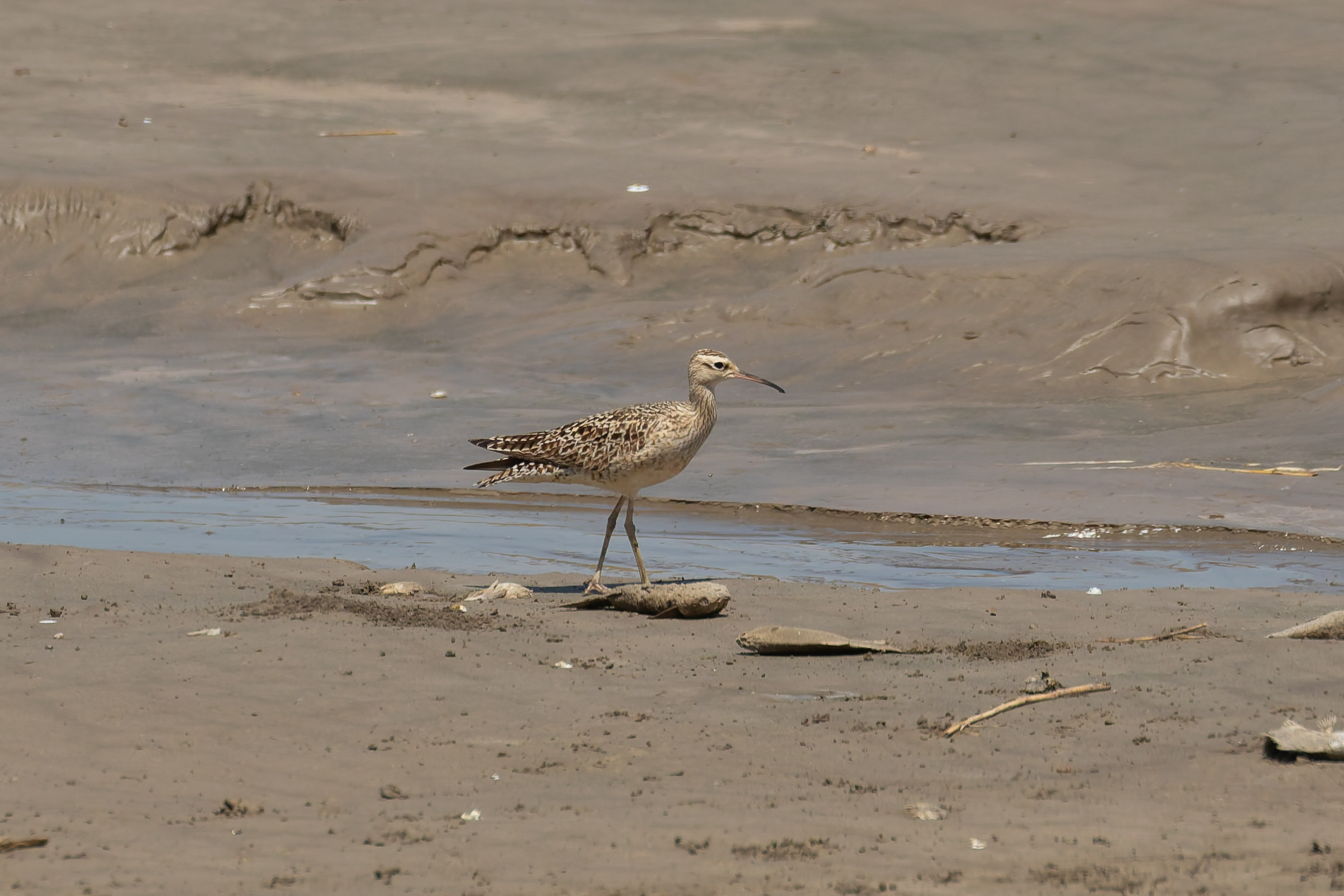 Little Curlew (image by Diedert Koppenol)
