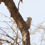 Little Grey Woodpecker (image by Diedert Koppenol)