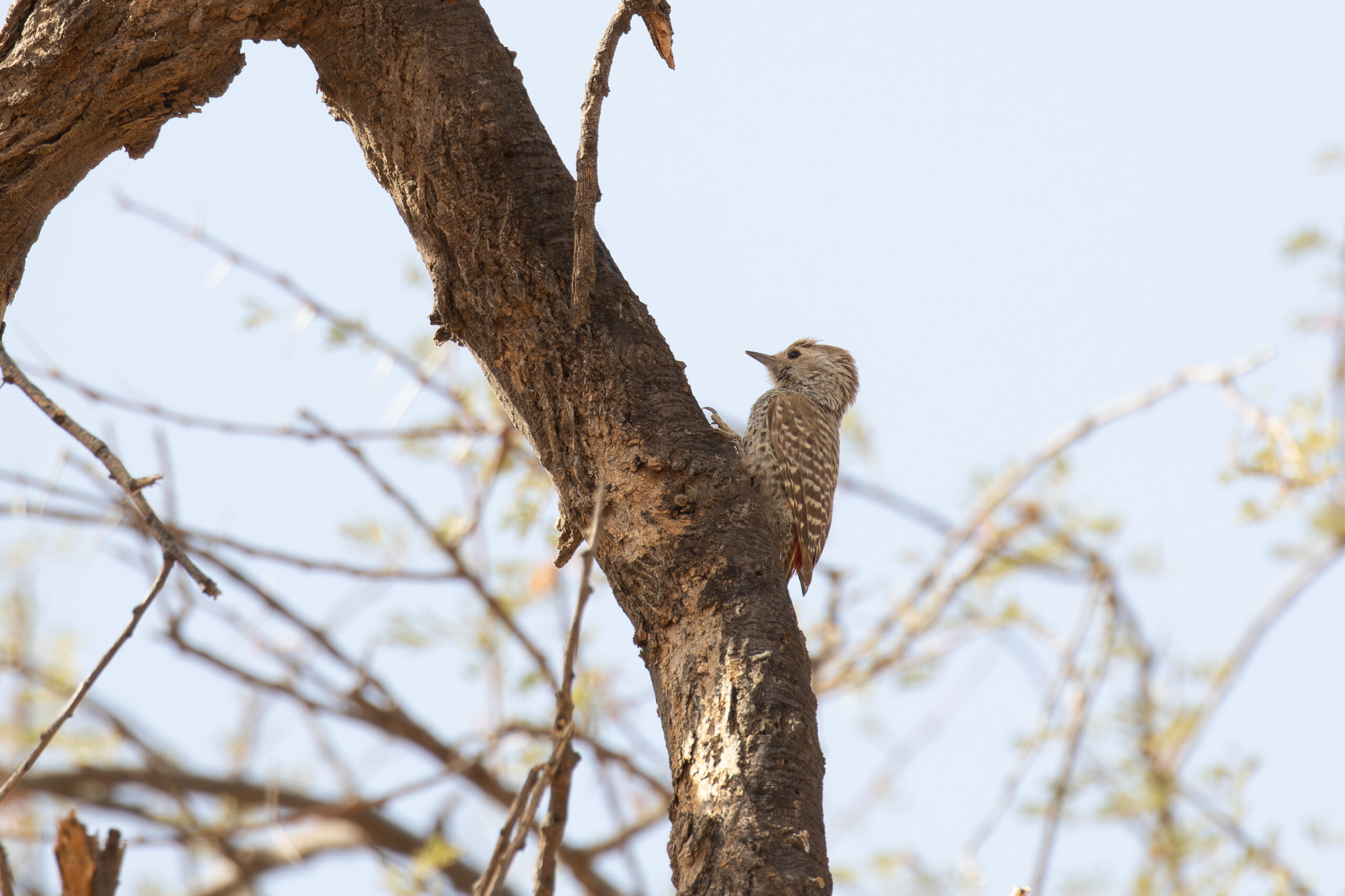 Little Grey Woodpecker (image by Diedert Koppenol)