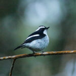Little Pied Flycatcher (image by Trevor Ellery)