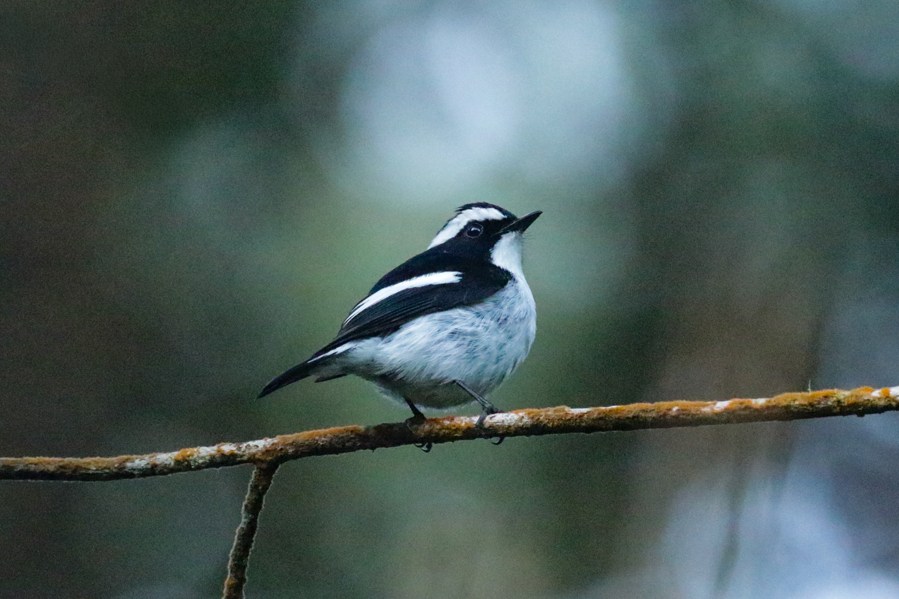 Little Pied Flycatcher (image by Trevor Ellery)
