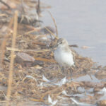 Little Stint (image by Diedert Koppenol)