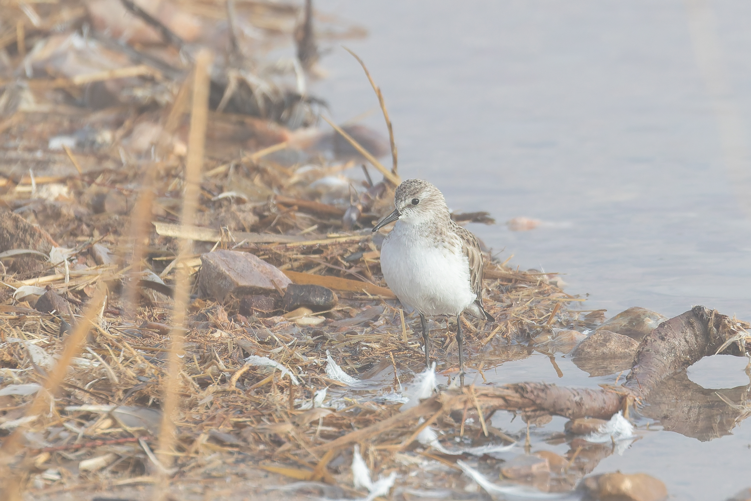 Little Stint (image by Diedert Koppenol)