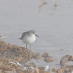 Little Stint (image by Diedert Koppenol)