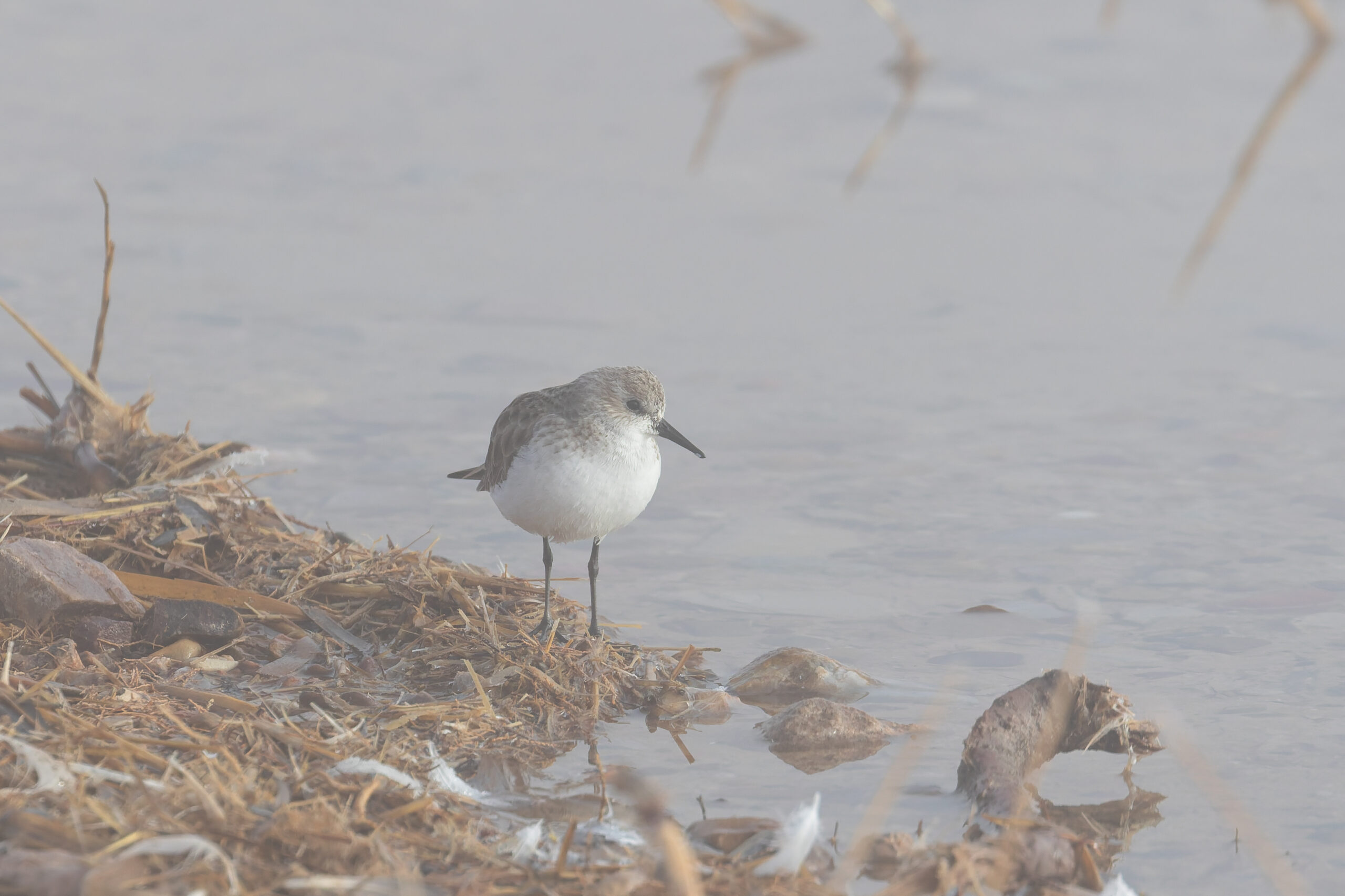 Little Stint (image by Diedert Koppenol)