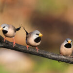 Long-tailed Finches (image by Hannu Jännes)