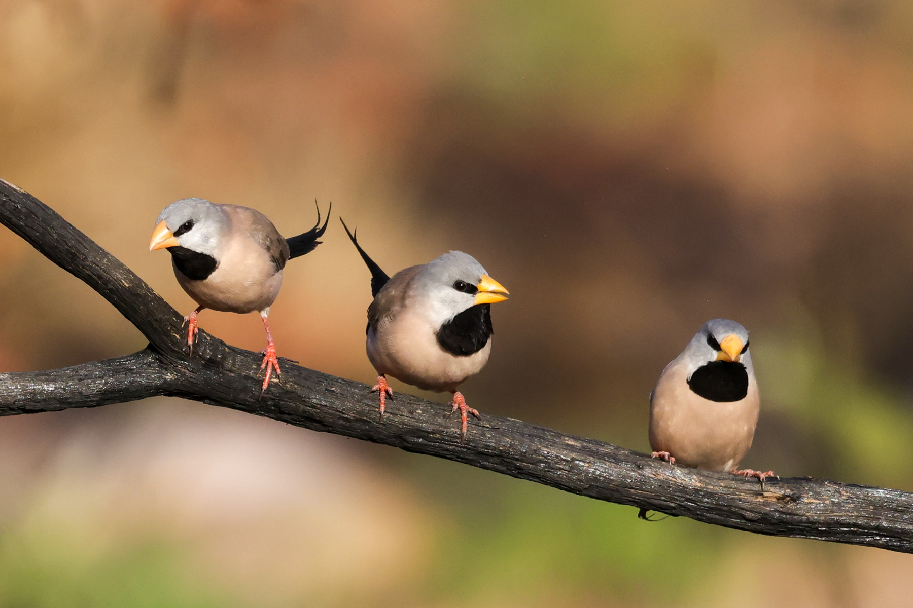 Long-tailed Finches (image by Hannu Jännes)
