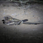 Long-tailed Nightjar (image by Diedert Koppenol)
