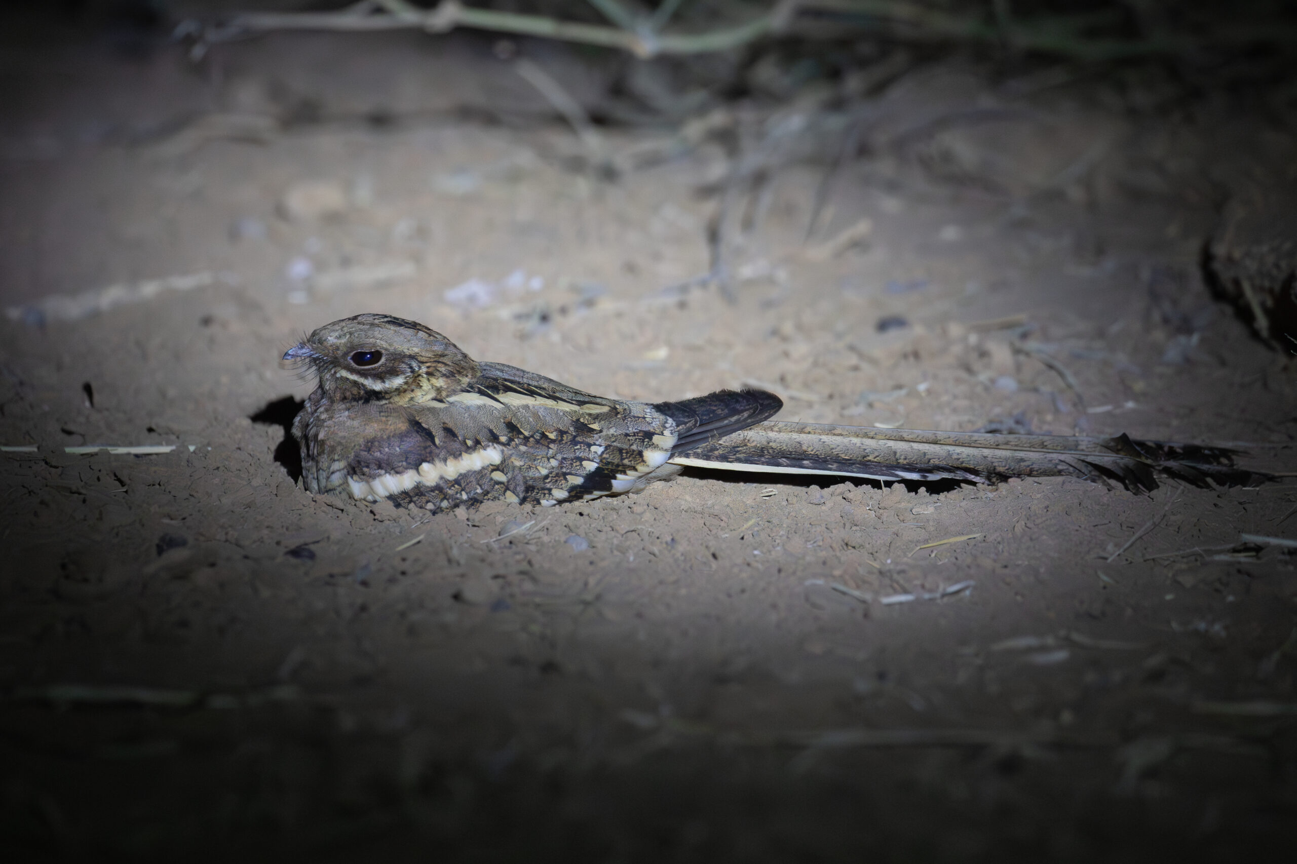Long-tailed Nightjar (image by Diedert Koppenol)