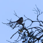 Long-tailed Tit (image by Diedert Koppenol)
