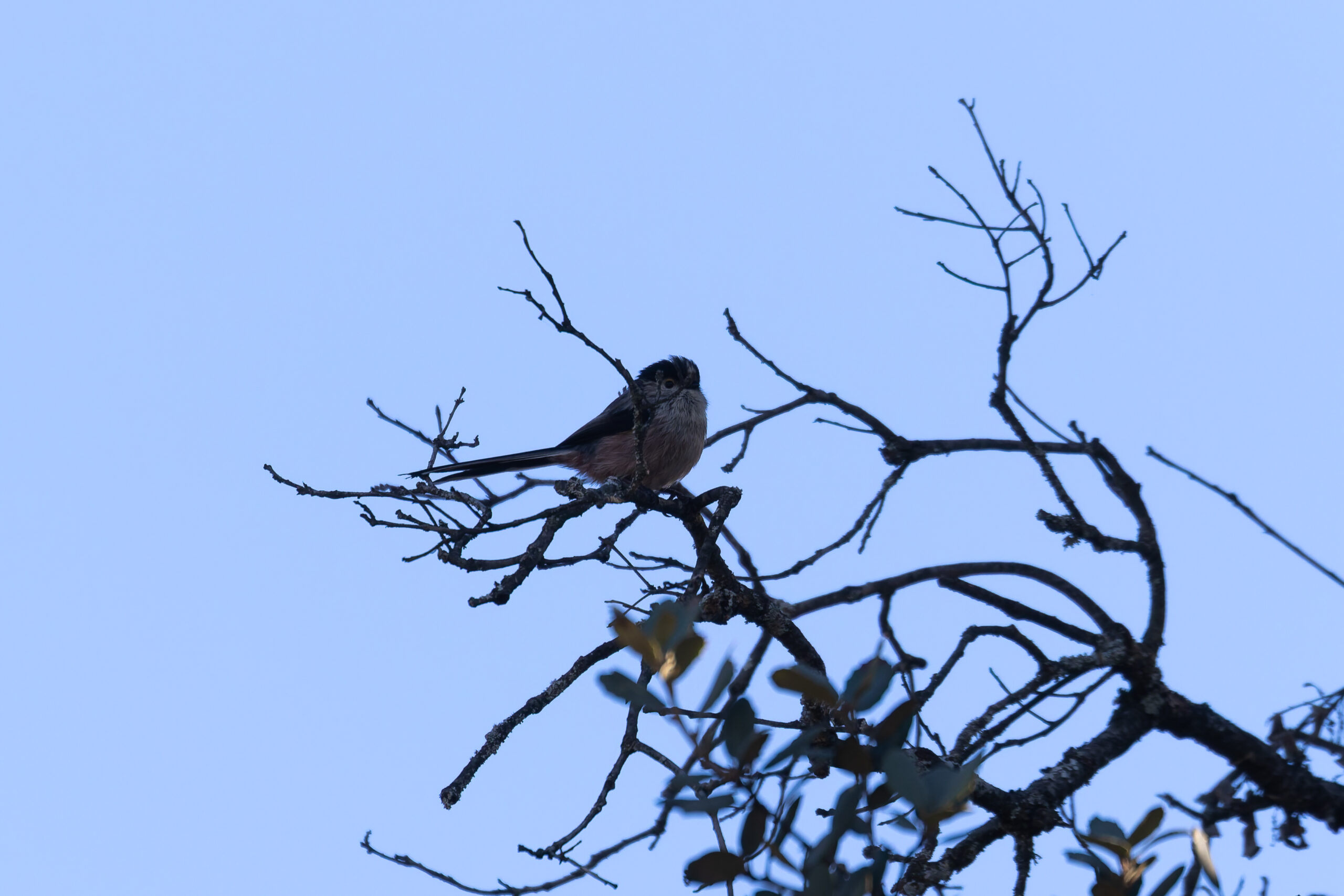 Long-tailed Tit (image by Diedert Koppenol)