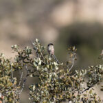Long-tailed Tit (image by Diedert Koppenol)