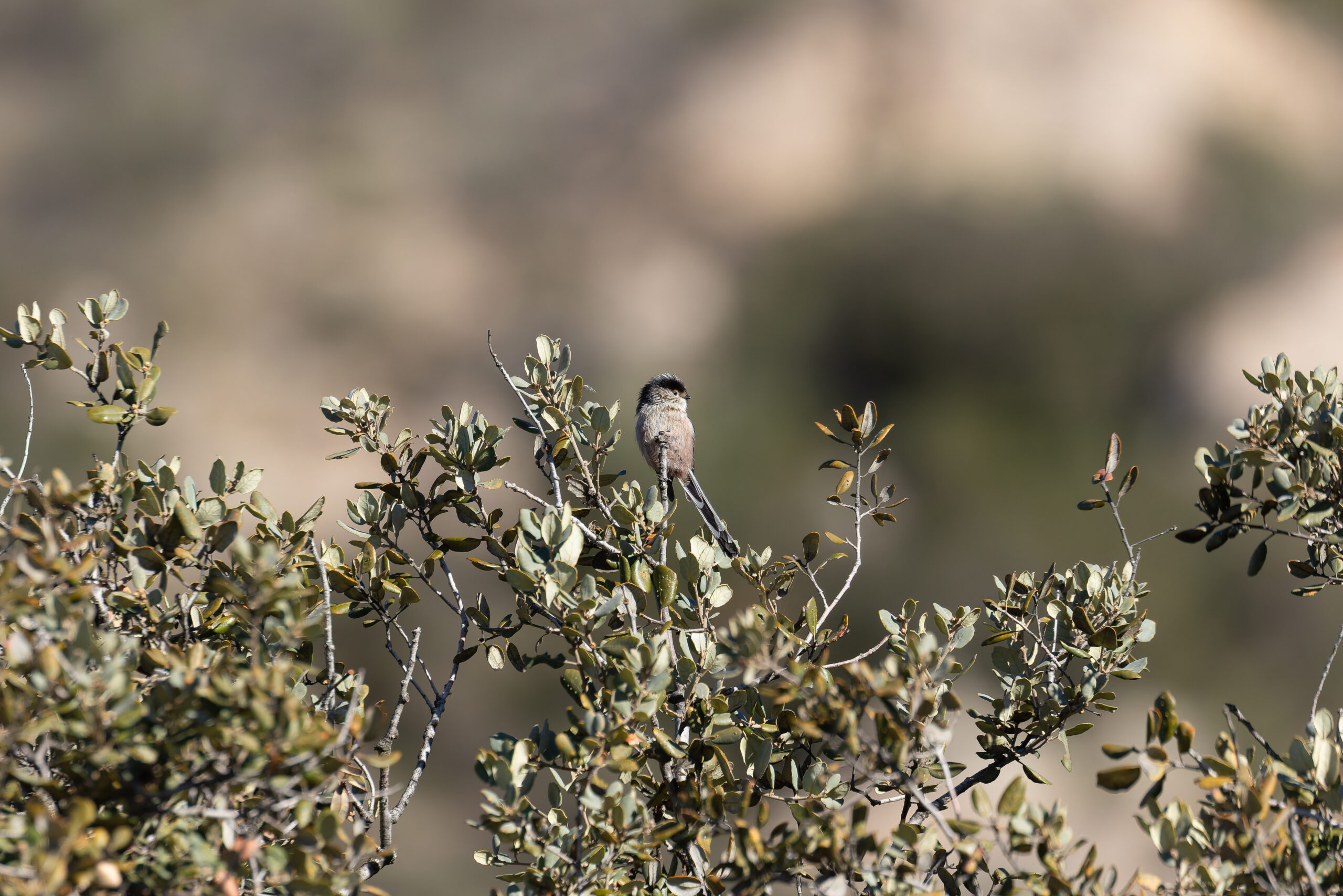 Long-tailed Tit (image by Diedert Koppenol)