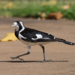 Magpie-Lark (image by Hannu Jännes)