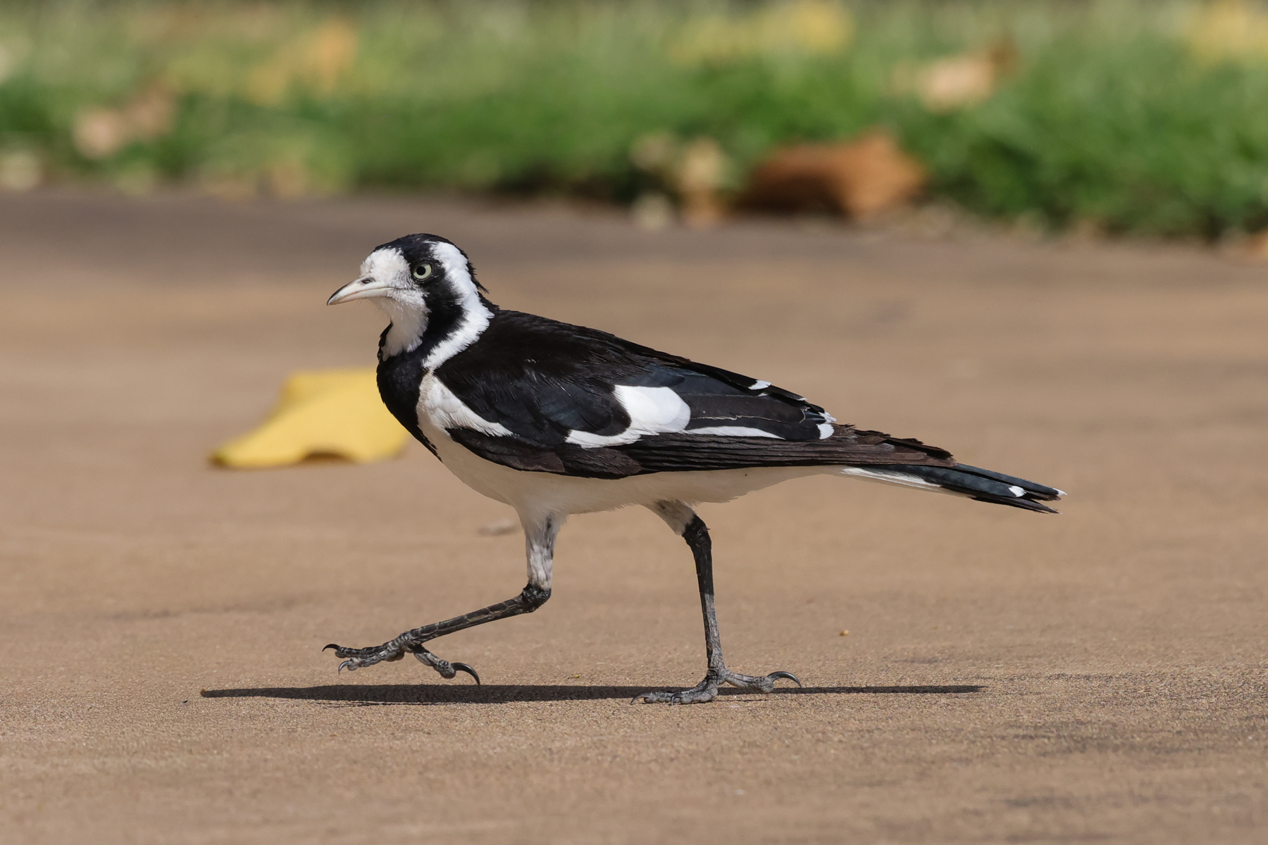 Magpie-Lark (image by Hannu Jännes)