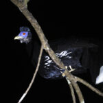 Malayan Crested Fireback (image by Sjoerd Radstaak)