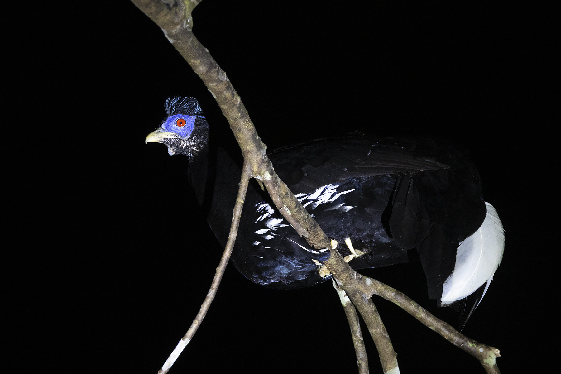 Malayan Crested Fireback (image by Sjoerd Radstaak)