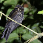 Malaysian Eared Nightjar (image by Sjoerd Radstaak)