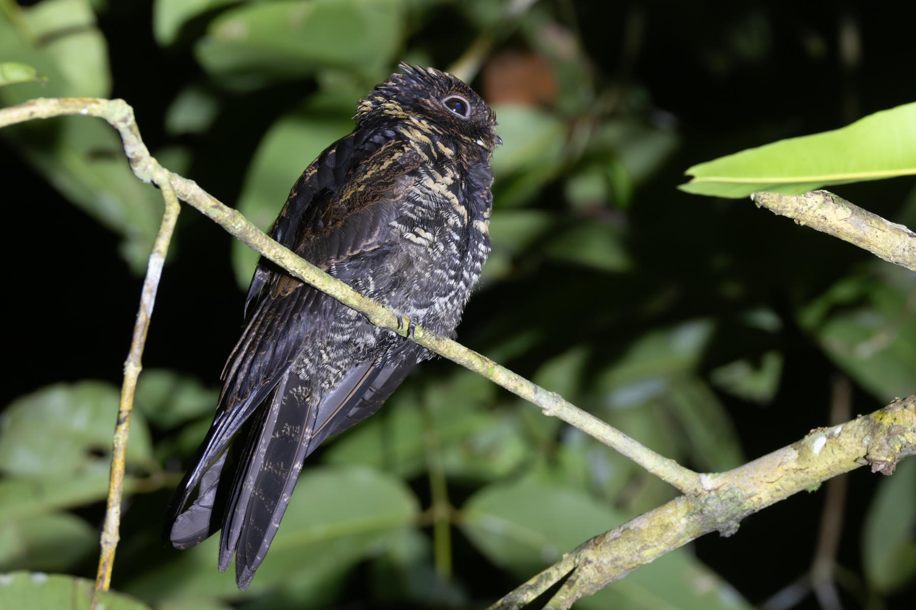 Malaysian Eared Nightjar (image by Sjoerd Radstaak)