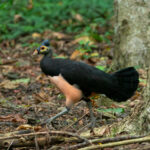 Maleo (image by Dave Farrow)