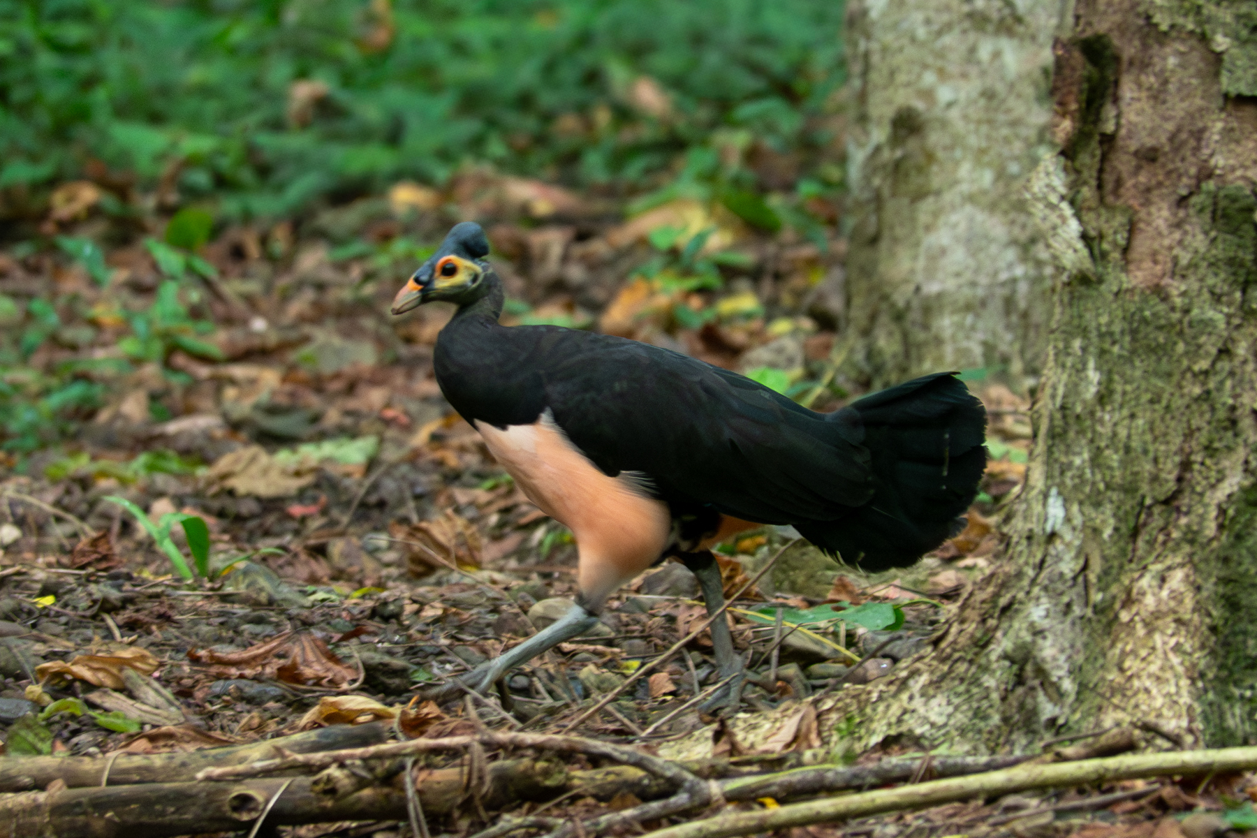 Maleo (image by Dave Farrow)