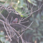 Mali Firefinch (image by Diedert Koppenol)