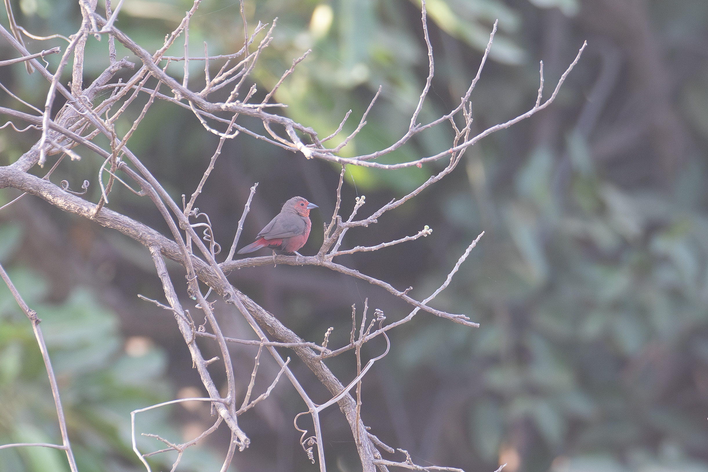 Mali Firefinch (image by Diedert Koppenol)