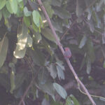 Mali Firefinch (image by Diedert Koppenol)