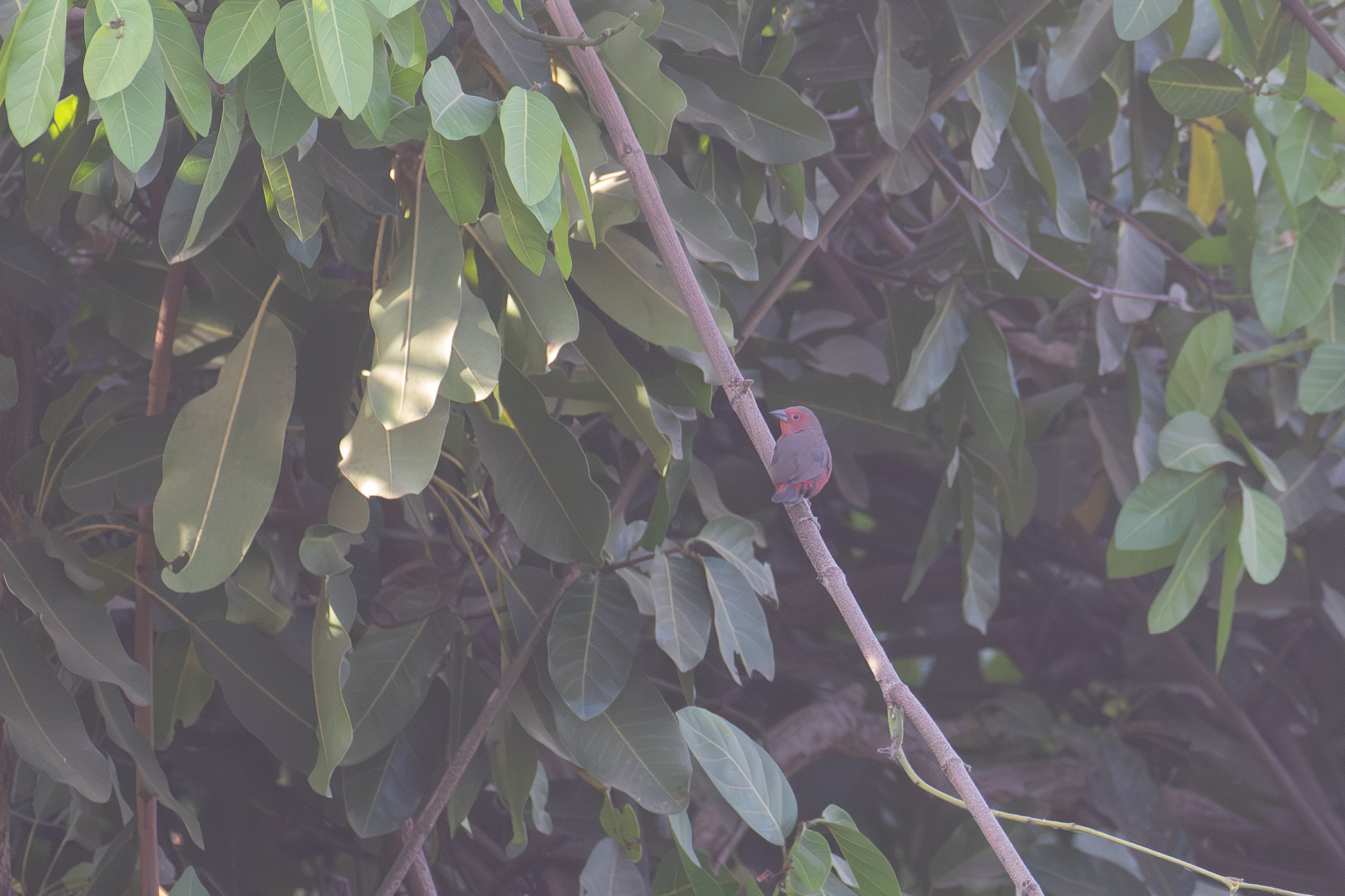 Mali Firefinch (image by Diedert Koppenol)