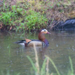 Mandarin Duck (image by Diedert Koppenol)