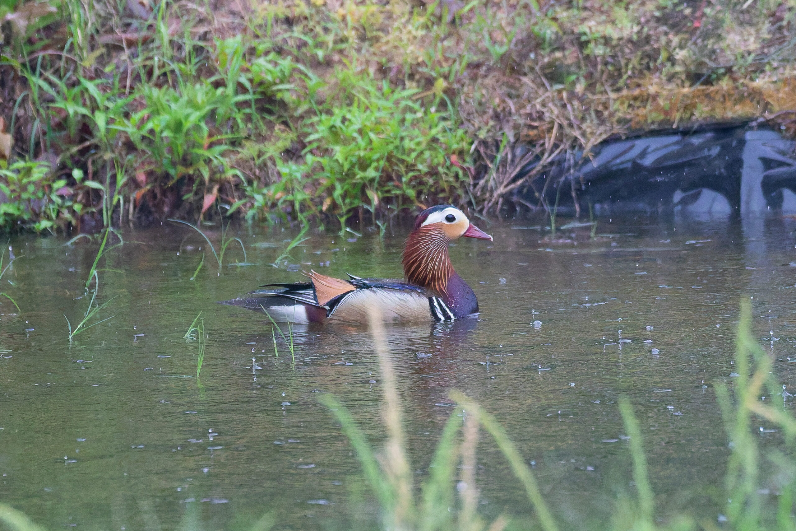Mandarin Duck (image by Diedert Koppenol)