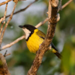 Mangrove Golden Whistler (image by Hannu Jännes)