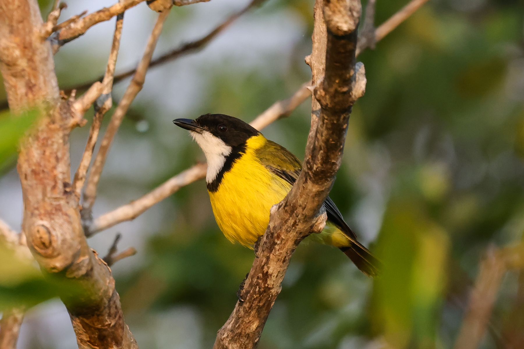Mangrove Golden Whistler (image by Hannu Jännes)