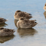 Marbled Teals (image by Diedert Koppenol)