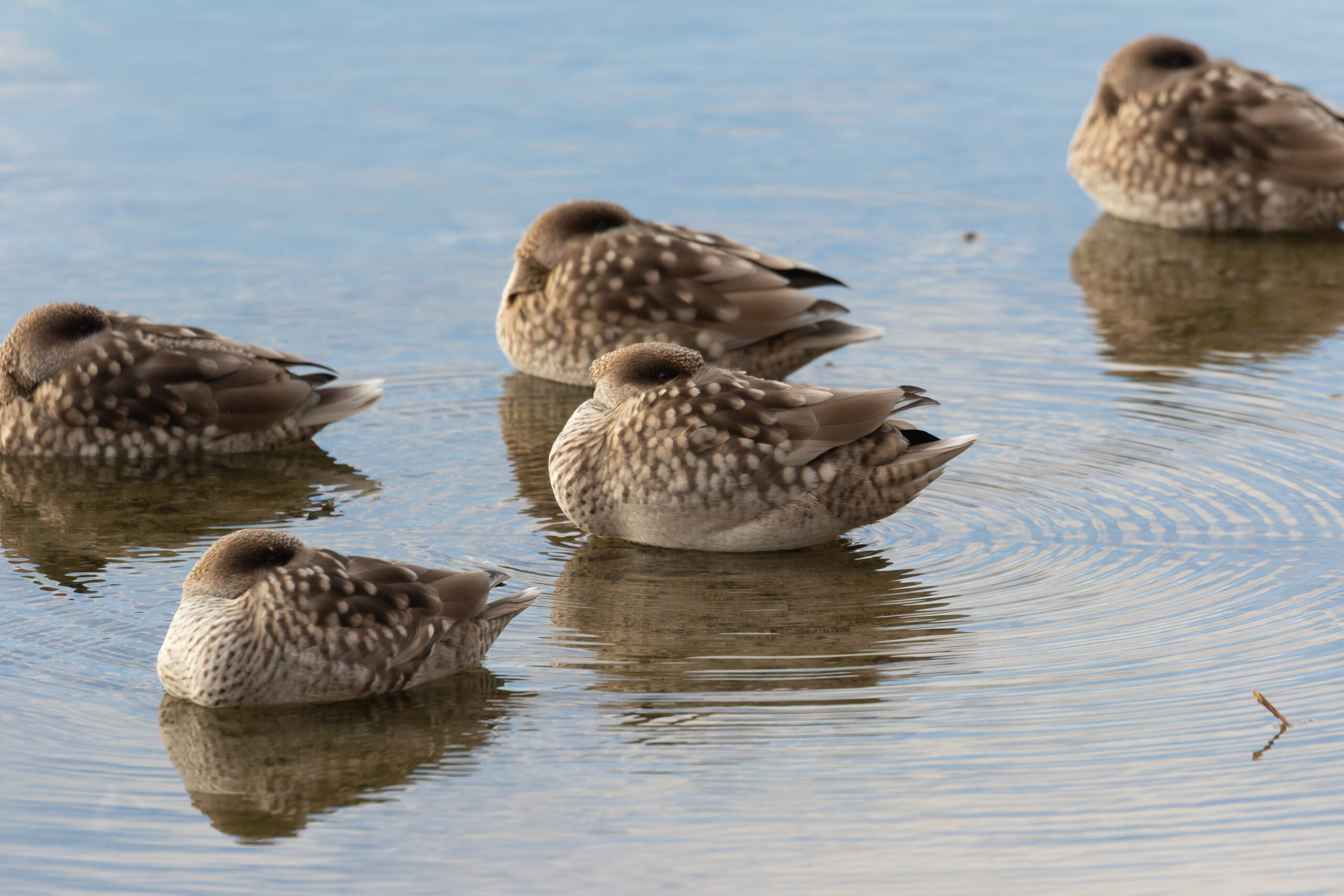 Marbled Teals (image by Diedert Koppenol)