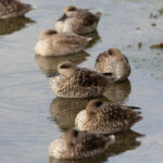 Marbled Teals (image by Diedert Koppenol)