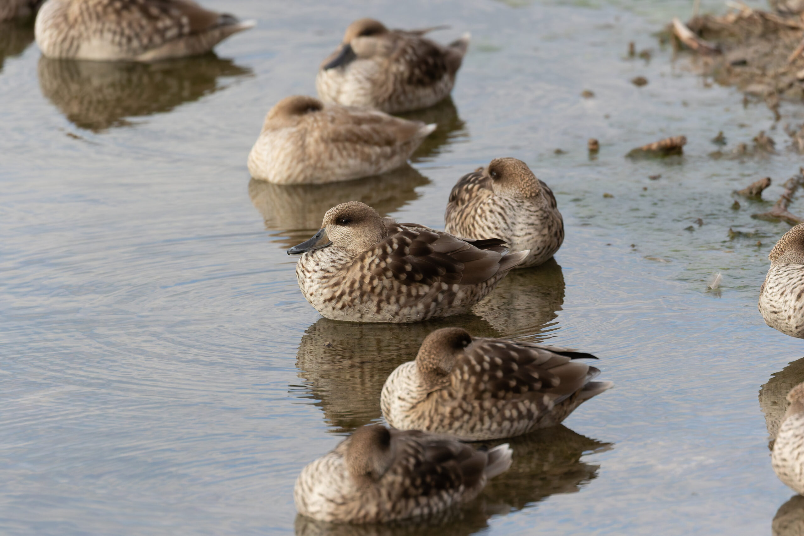 Marbled Teals (image by Diedert Koppenol)