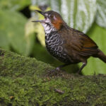 Marbled Wren Babbler (image by Sjoerd Radstaak)