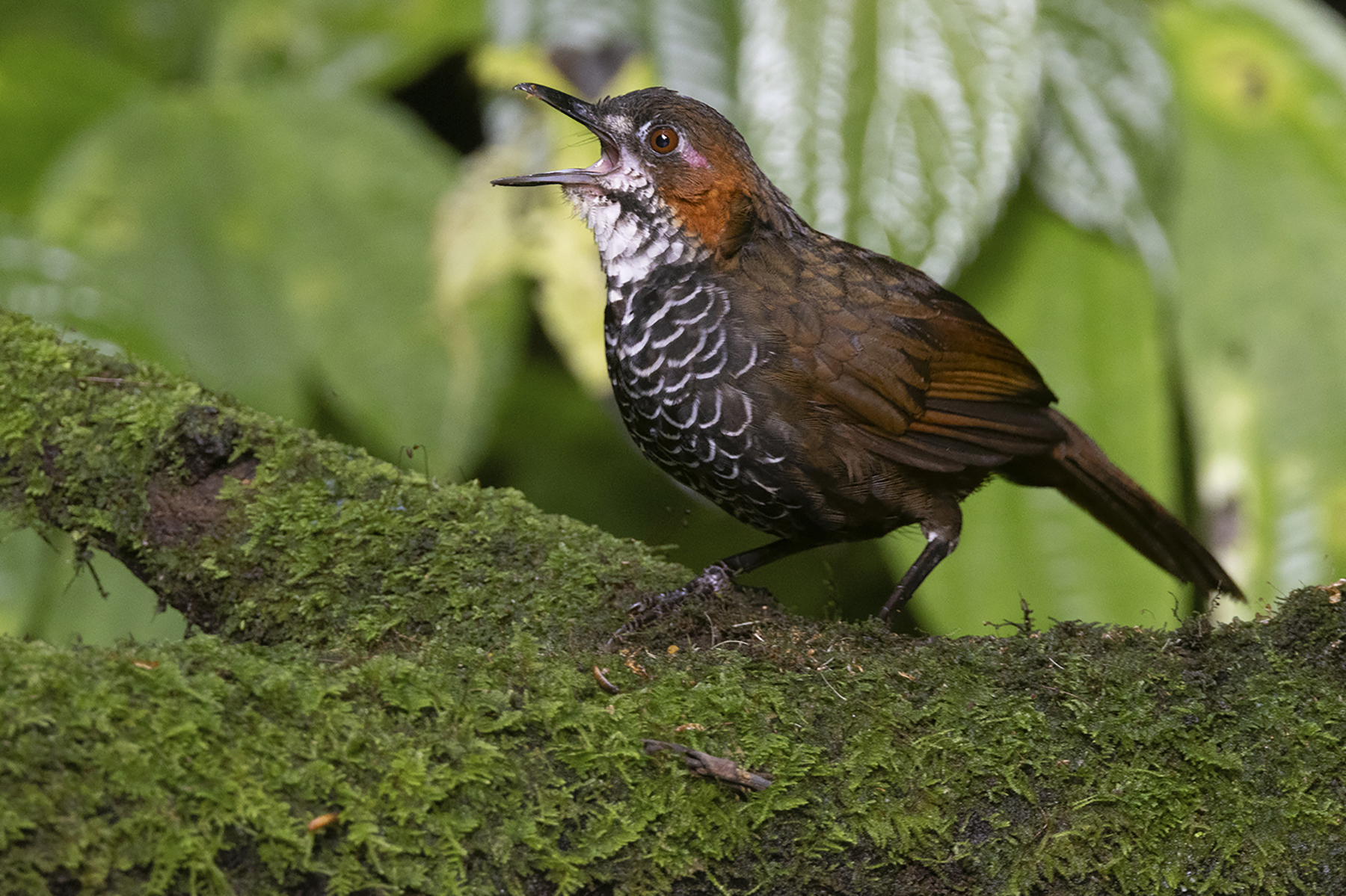 Marbled Wren Babbler (image by Sjoerd Radstaak)