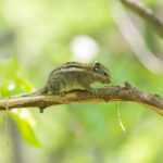Swinhoes Striped Squirrel ssp vestitus (image by Diedert Koppenol)