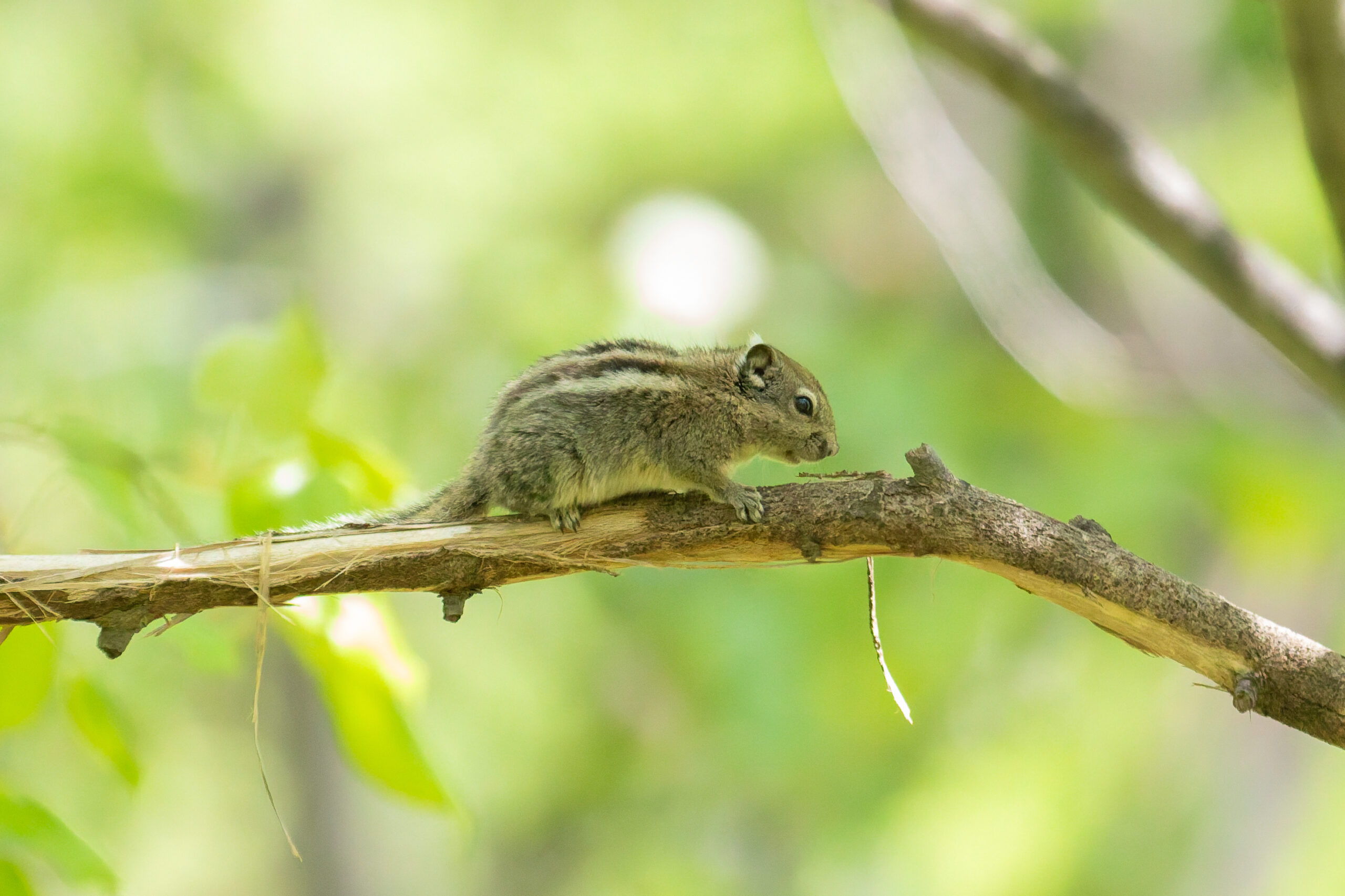 Swinhoes Striped Squirrel ssp vestitus (image by Diedert Koppenol)