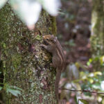 Maritime Striped Squirrel (image by Diedert Koppenol)