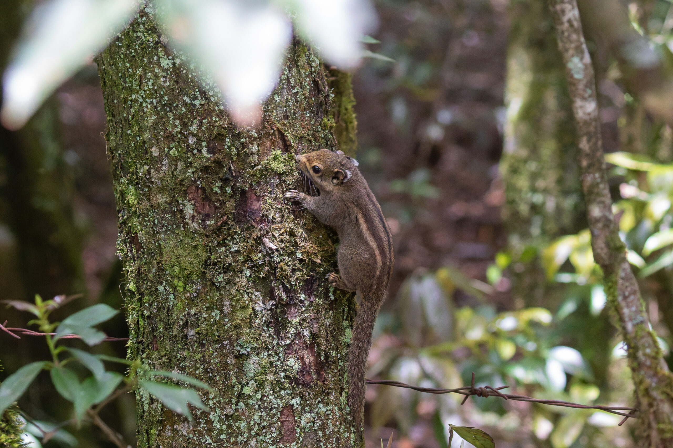Maritime Striped Squirrel (image by Diedert Koppenol)