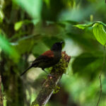 Maroon-backed Whistler (image by Klaus Tate)