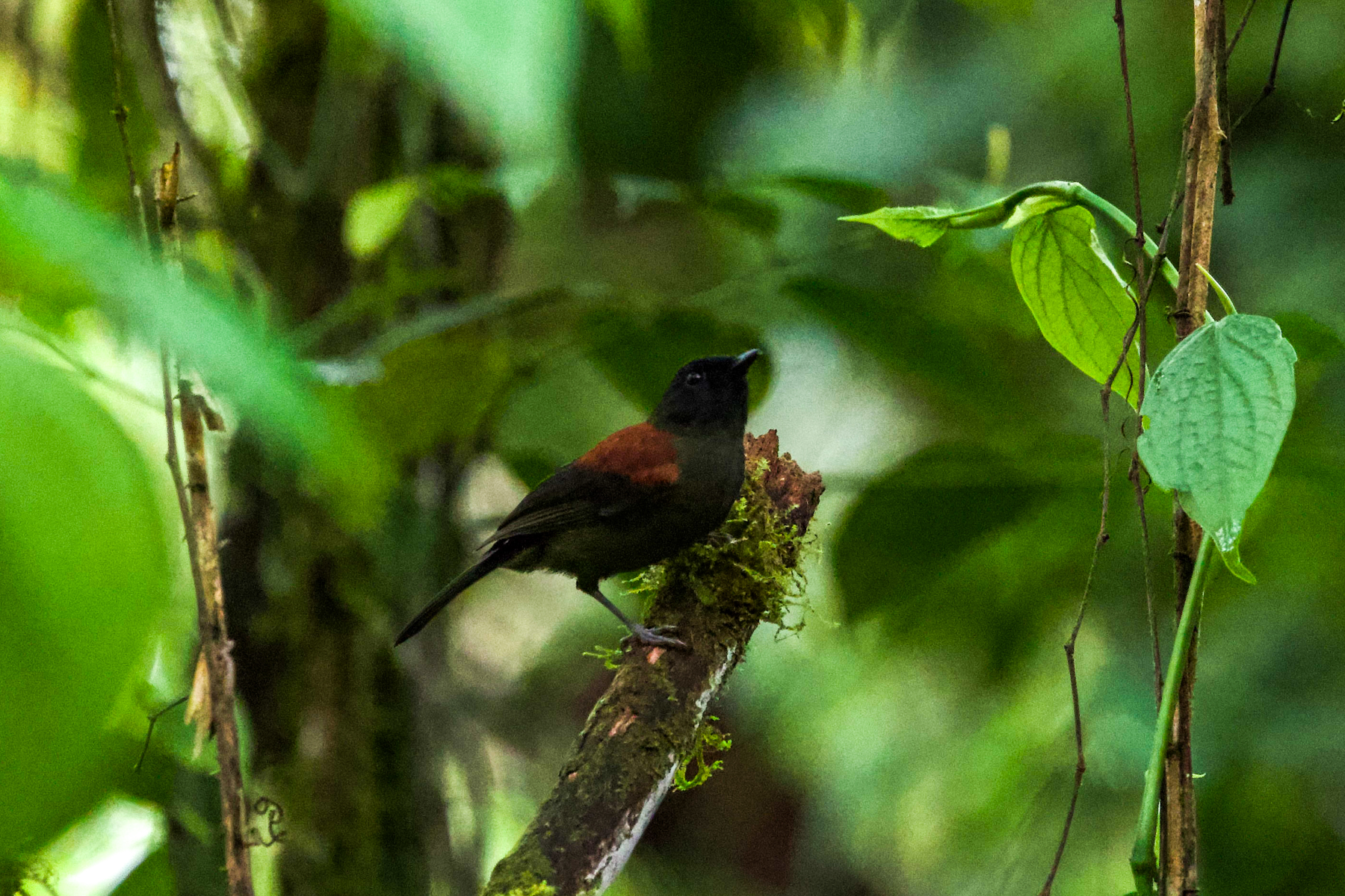 Maroon-backed Whistler (image by Klaus Tate)