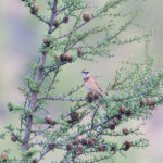 Meadow Bunting (image by Diedert Koppenol)