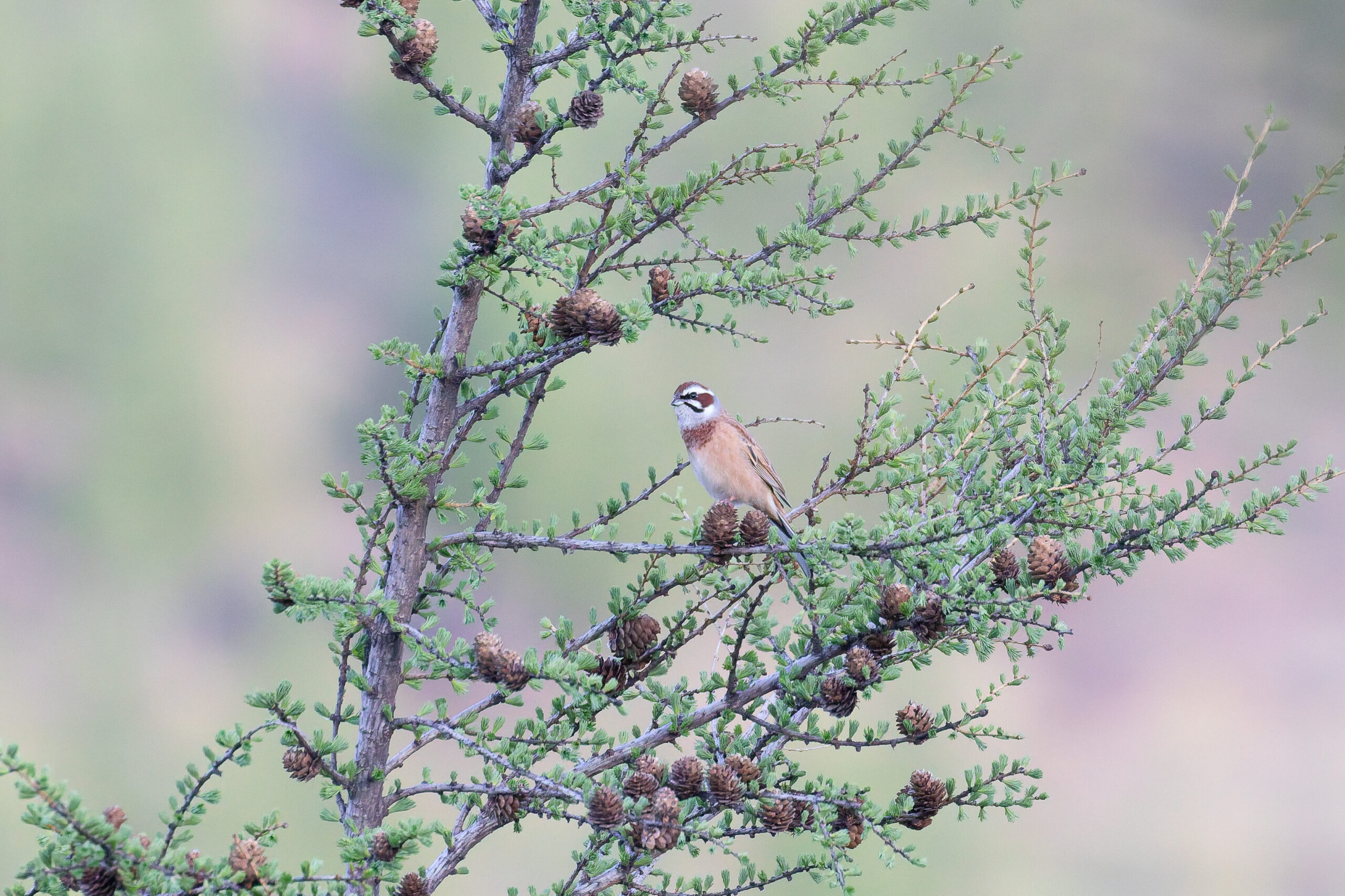 Meadow Bunting (image by Diedert Koppenol)