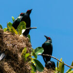 Metallic Starlings (image by Dave Farrow)