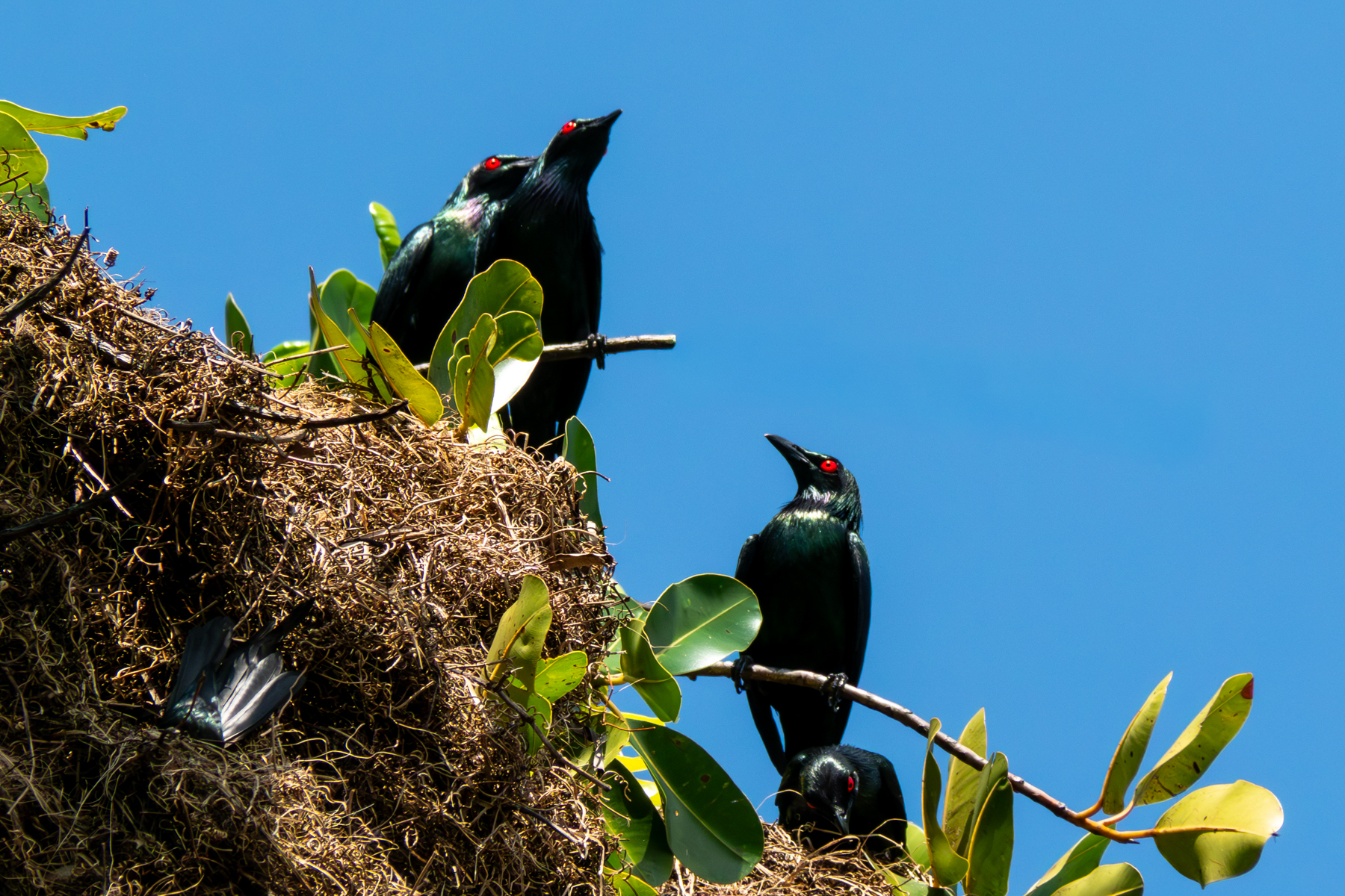 Metallic Starlings (image by Dave Farrow)