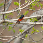 Long-tailed Minivet (image by Diedert Koppenol)